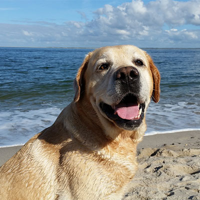 Hund am Strand