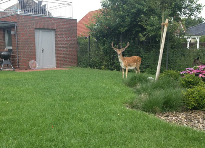 Scheukelanders 2