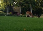 Scheukelanders 2